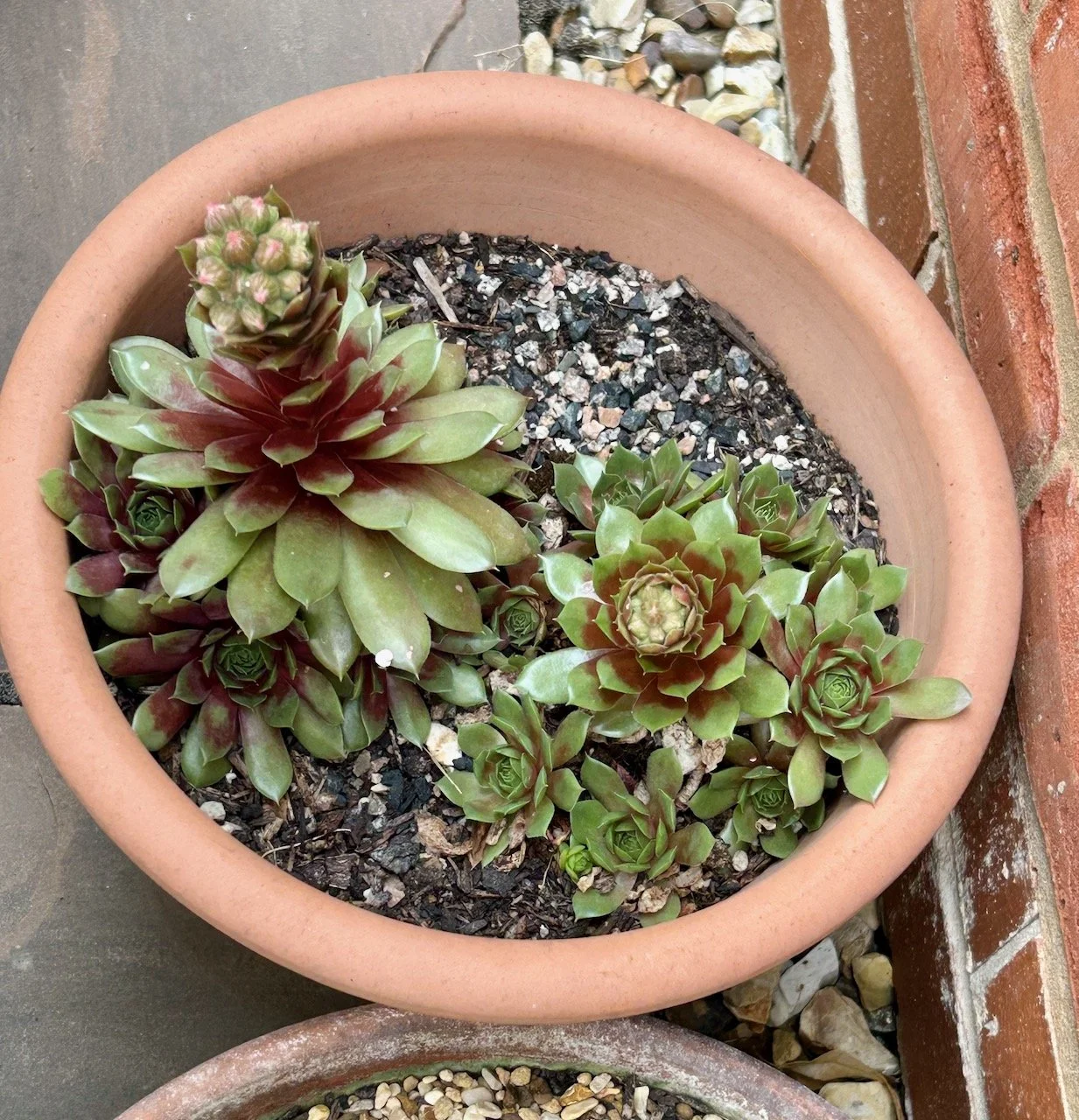 The start of the succulent flowers