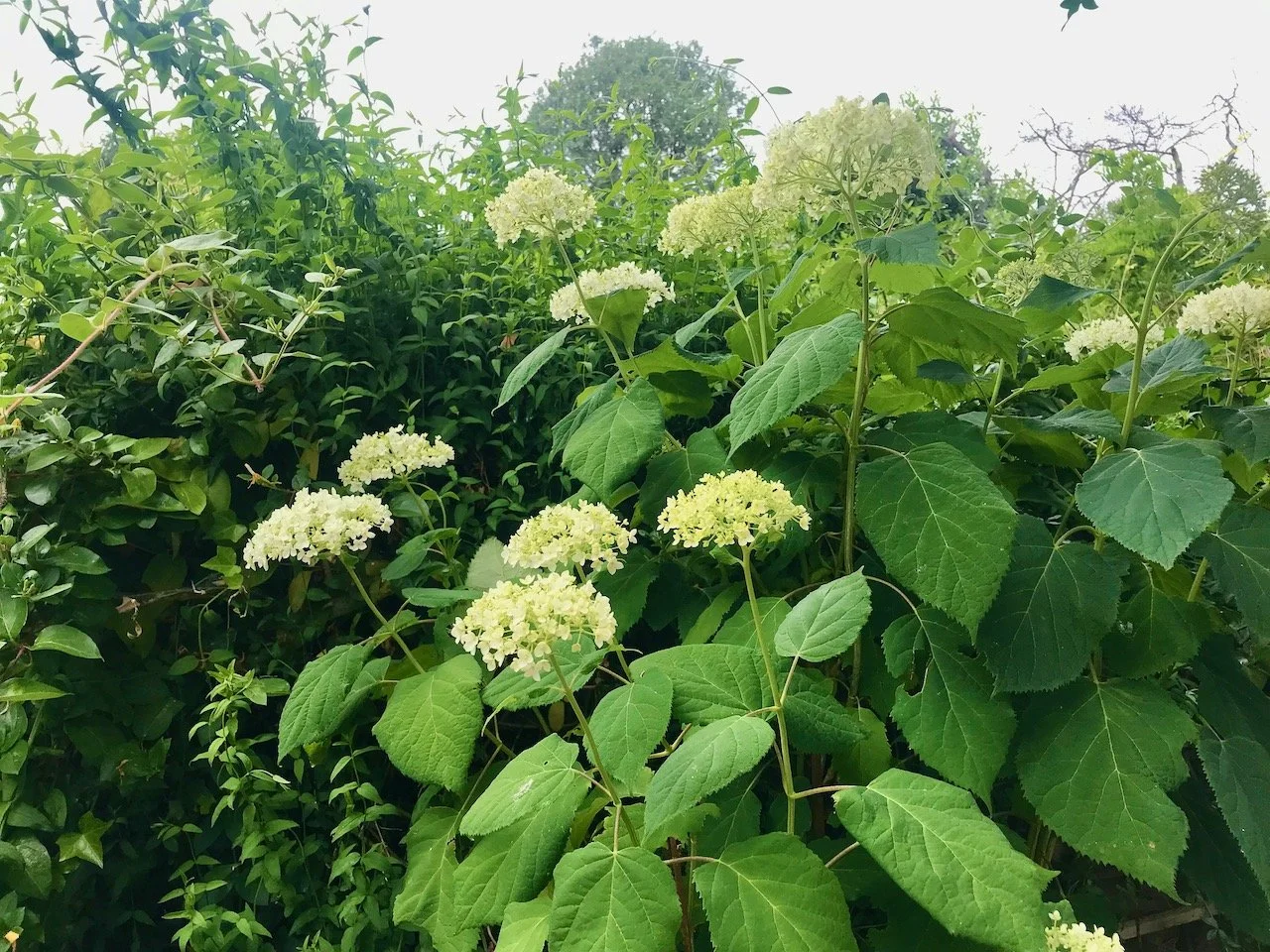 The hydrangea flowers are more developed and whiter, but still not at maturity