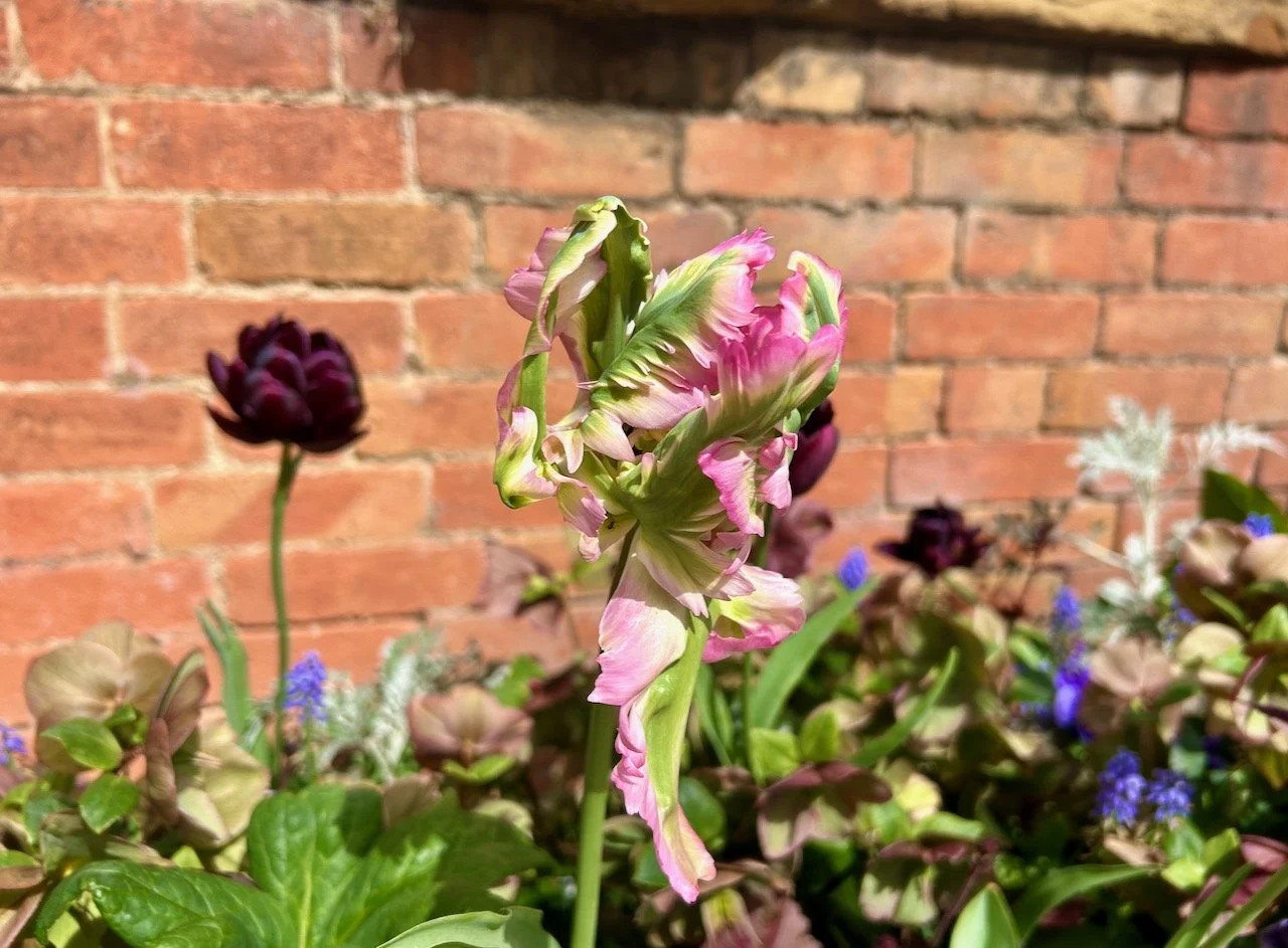 A frilled tulip - looking beautiful