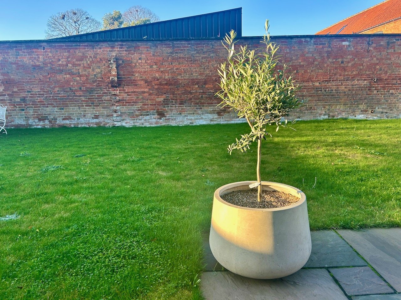 The new olive tree in the large pot enjoying a sunny spot on the patio