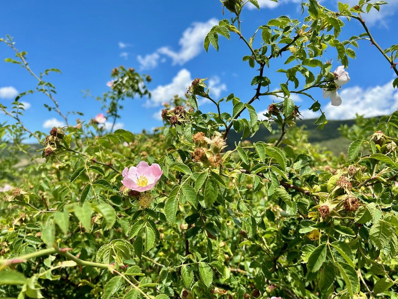 wild roses and blue skies