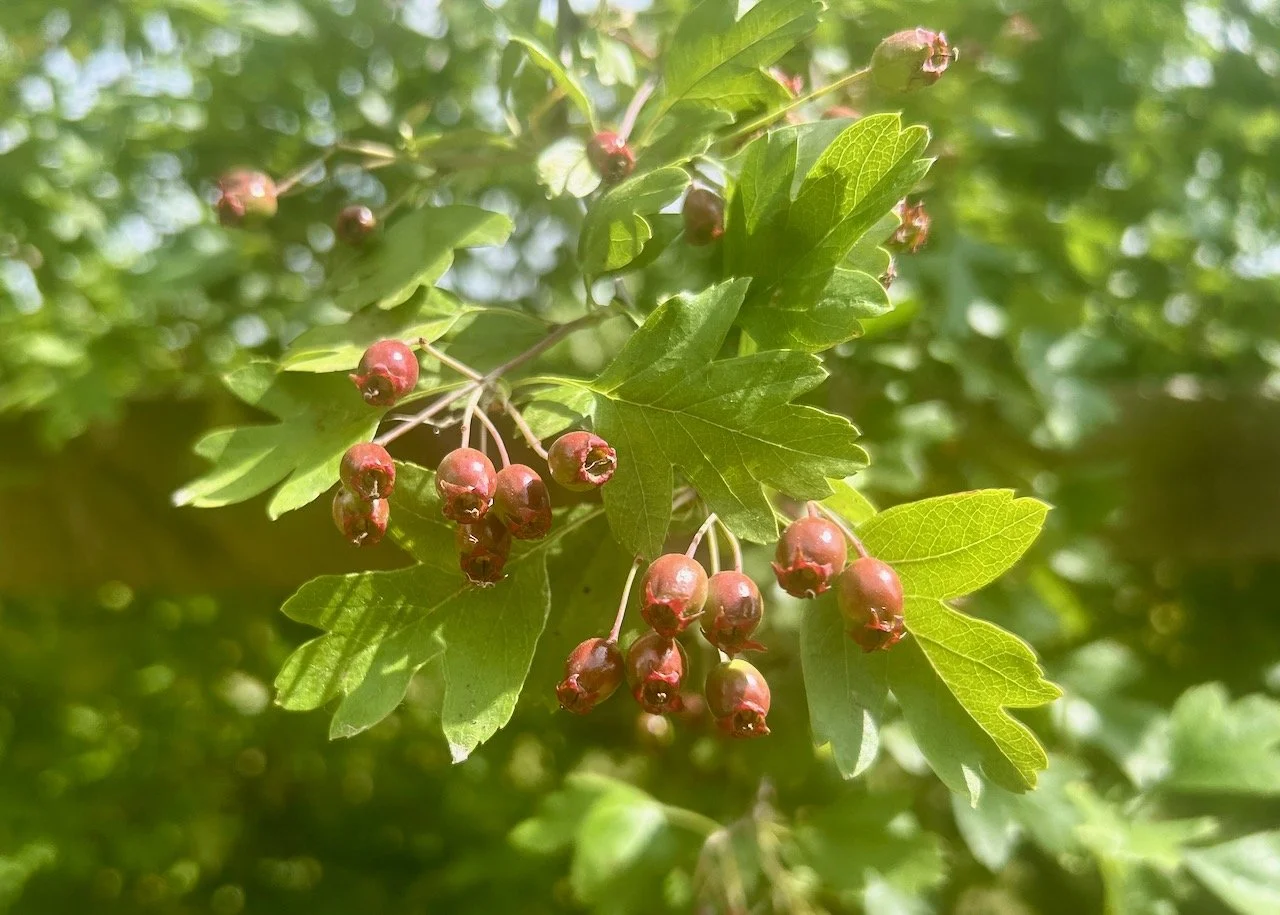 HAWS TURNING TOWARDS RED