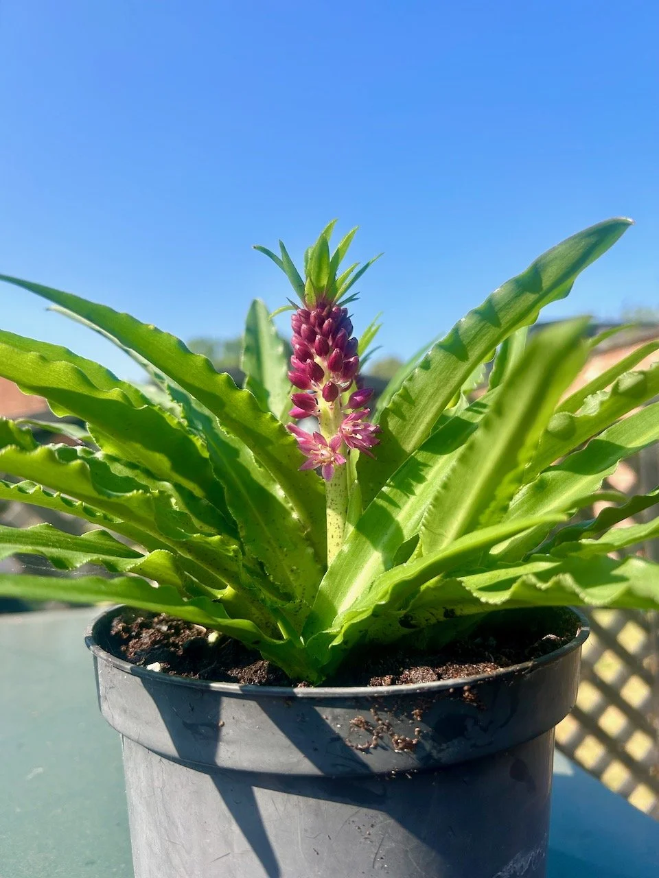 My garden in July