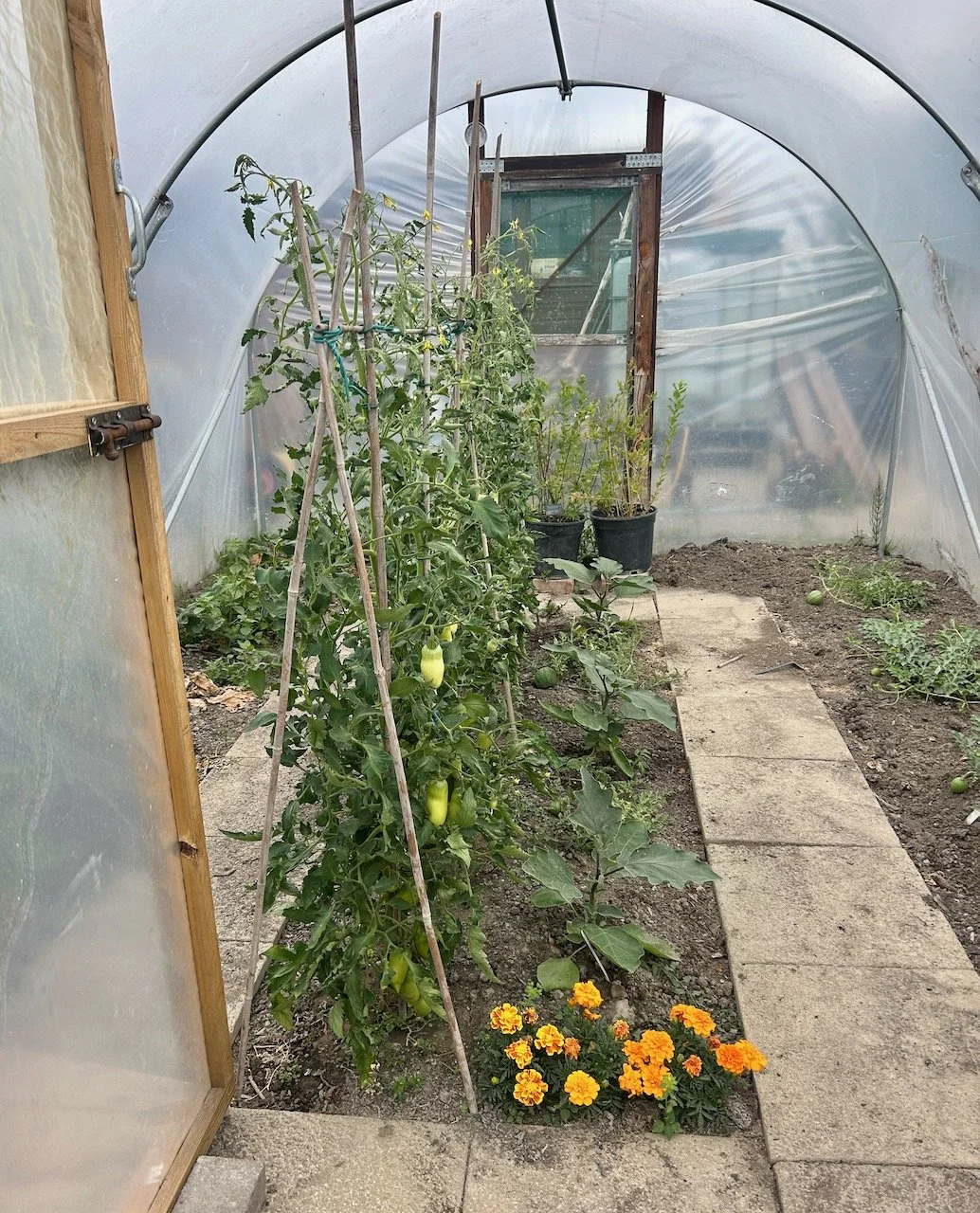 Inside a polytunnel, Elston Allotments open day