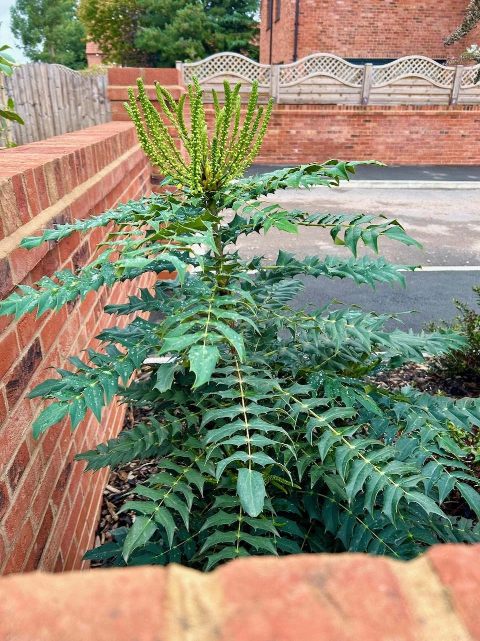 Now the mahonia flowers are upright - and about 15cm at the top of the plant, not actually flowering yet though
