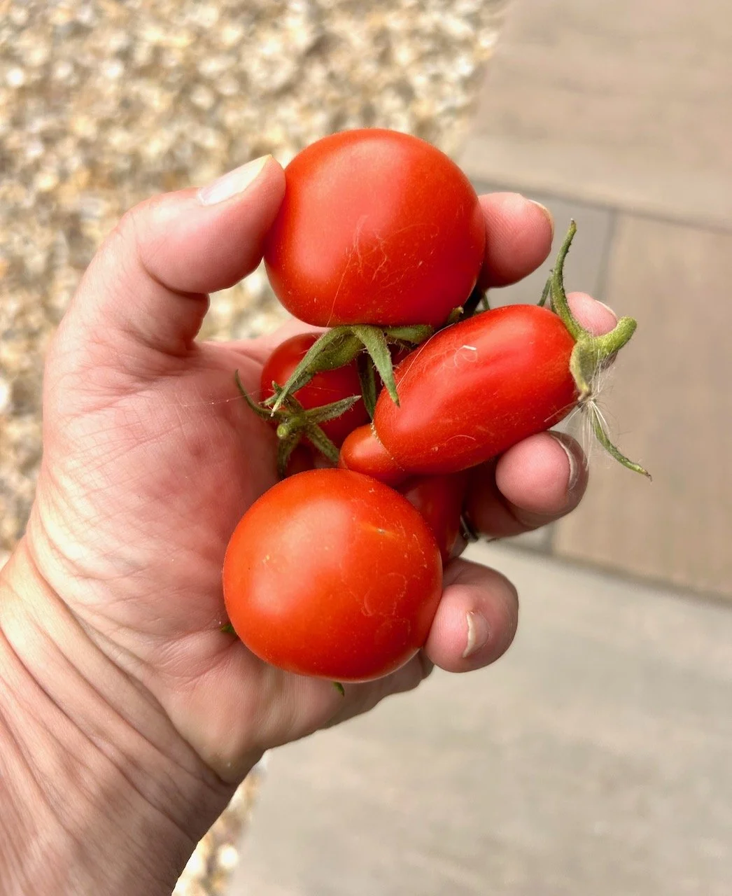 My garden in August