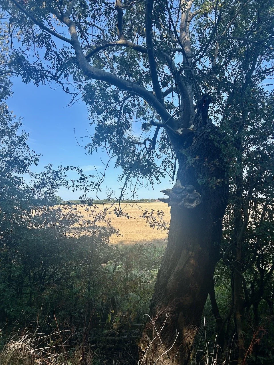 Looking through the tree canopy to the golden field beyond