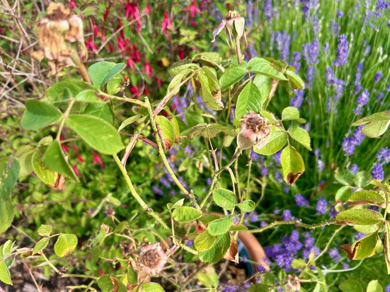 a rosebush which needs dead heading