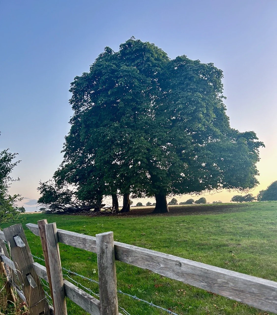 A group of trees, one of which looks to have had some damage in the recent winds