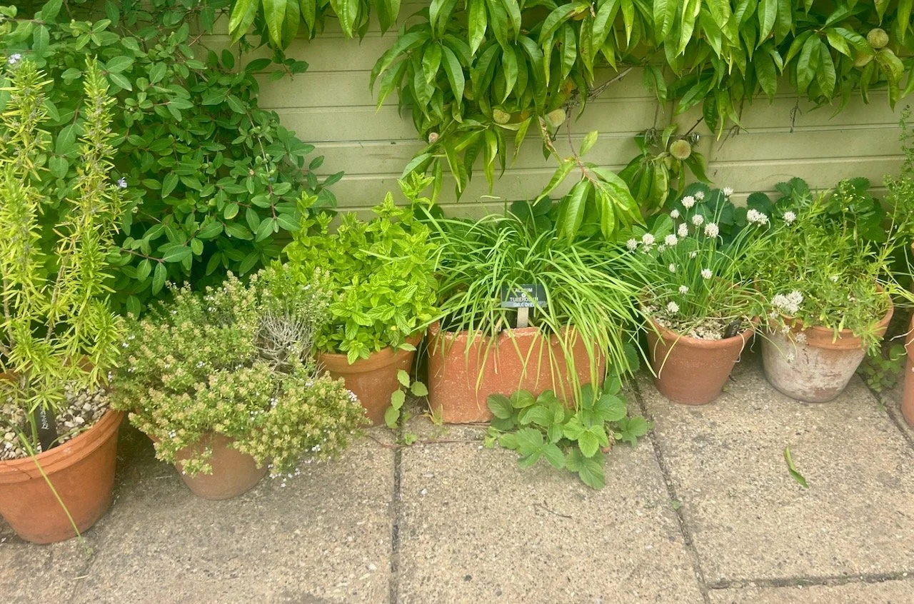 Pots of herbs beneath the peach tree in the Ornamental Kitchen Garden