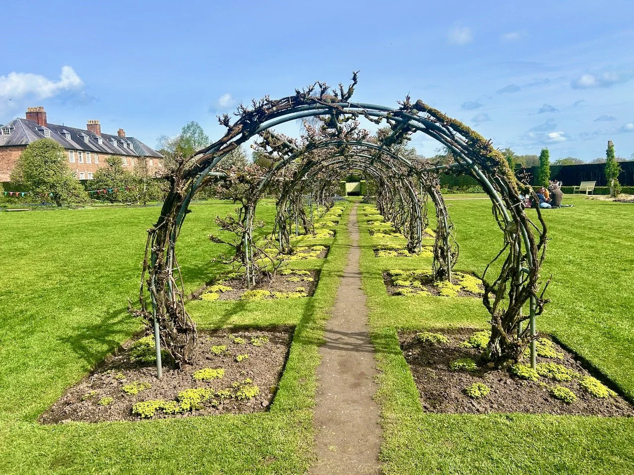 An archway of roses (not yet in leaf or flower)