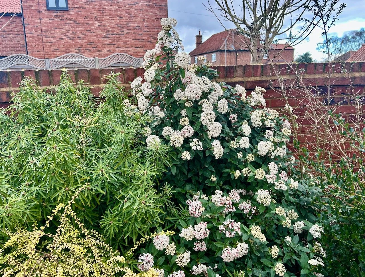 A peak in my white flowering bush
