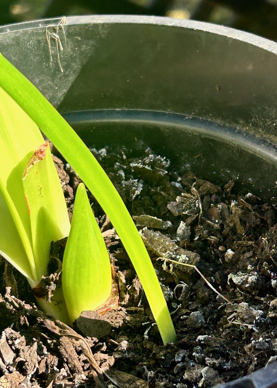 An amaryllis  flower bud emerging from the soil