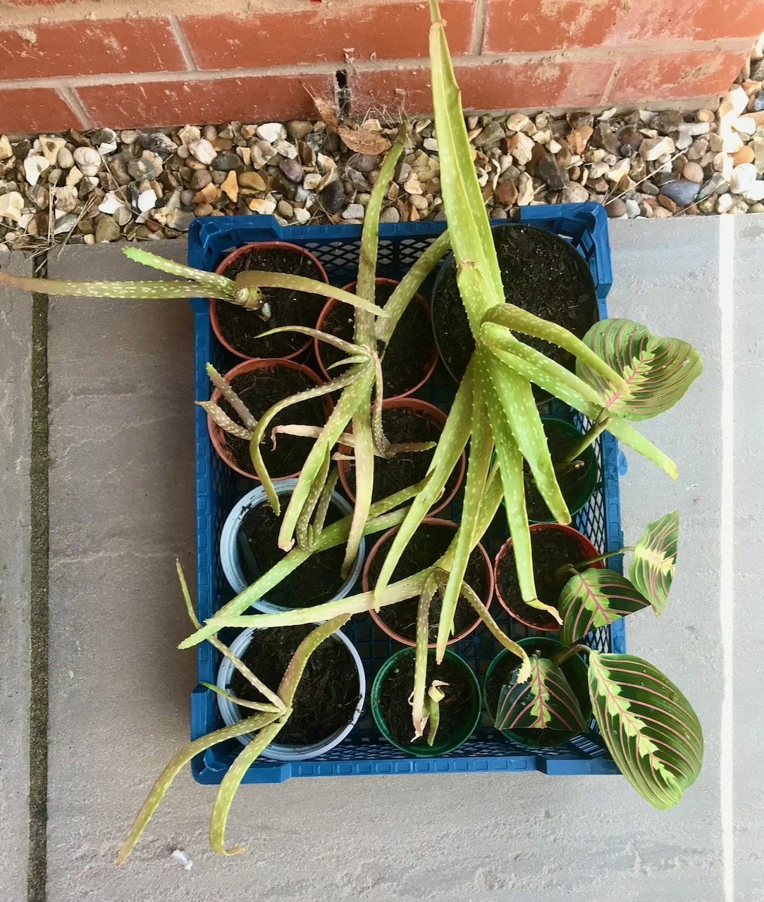 A tray of potted on houseplants, mostly aloe veras