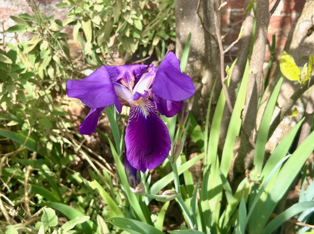A lone purple iris looking majestic