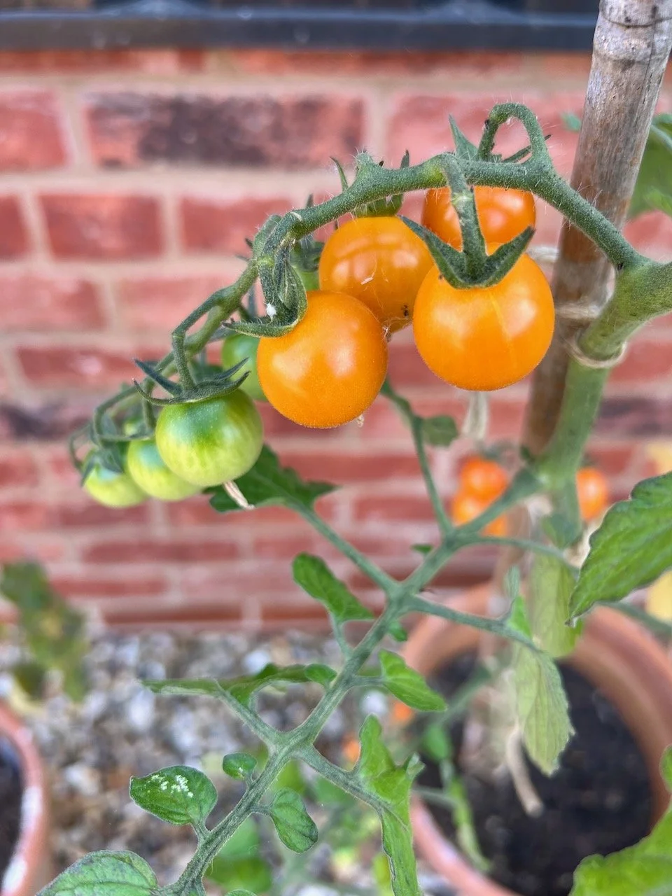 A string of tiny tomatoes red nearest the plant and green waiting to ripen