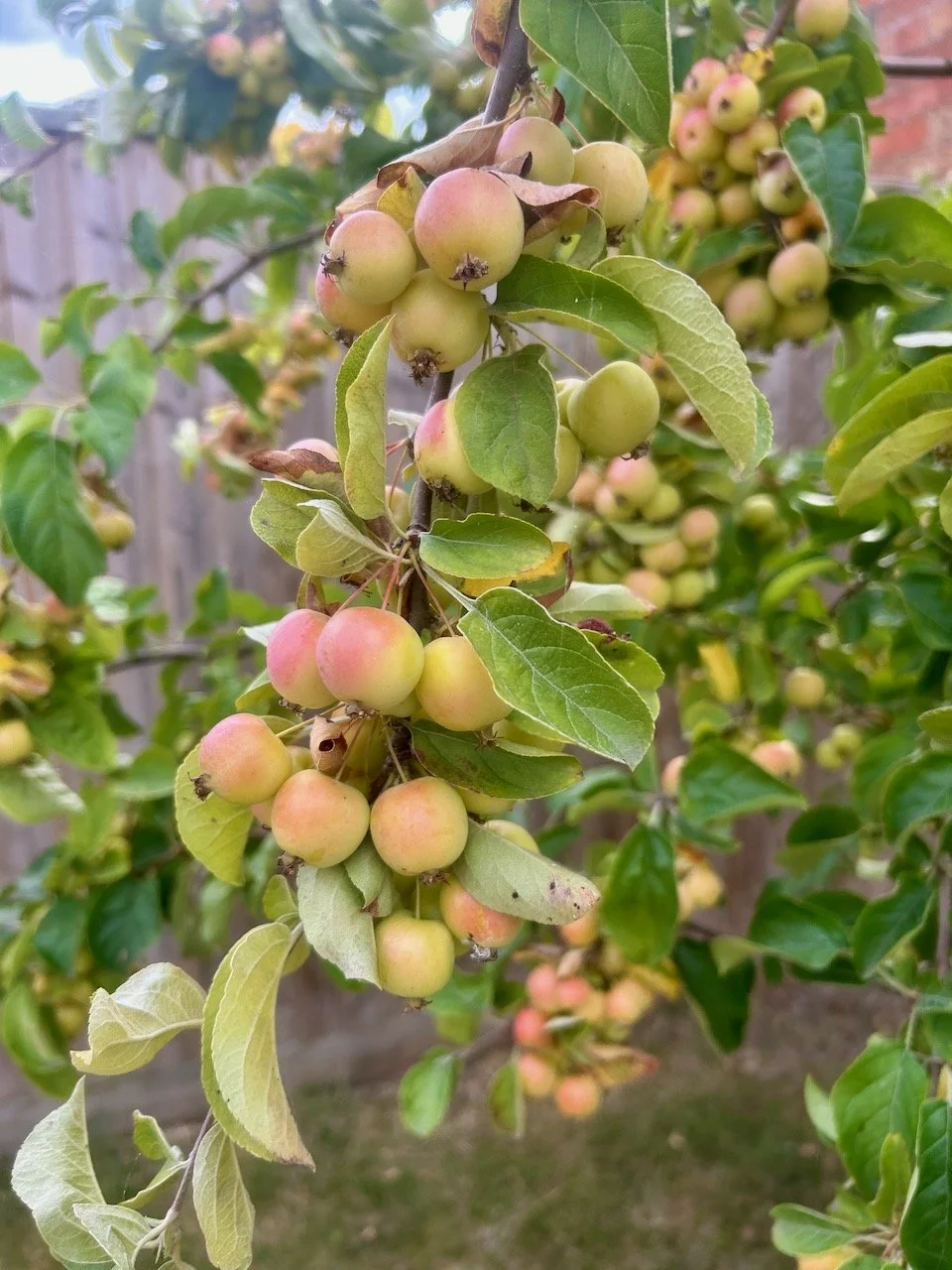 many tiny crab apples turning a blush pink