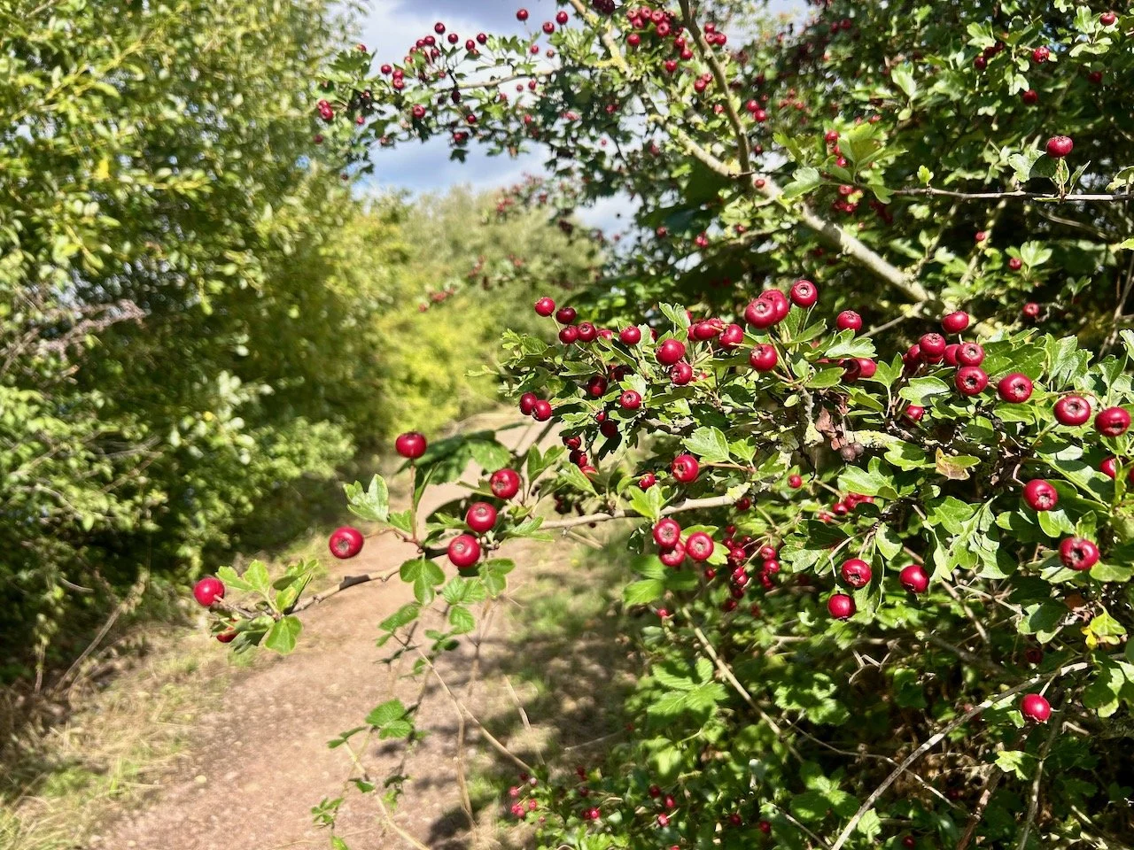 Walking East Stoke's lanes: September 2026