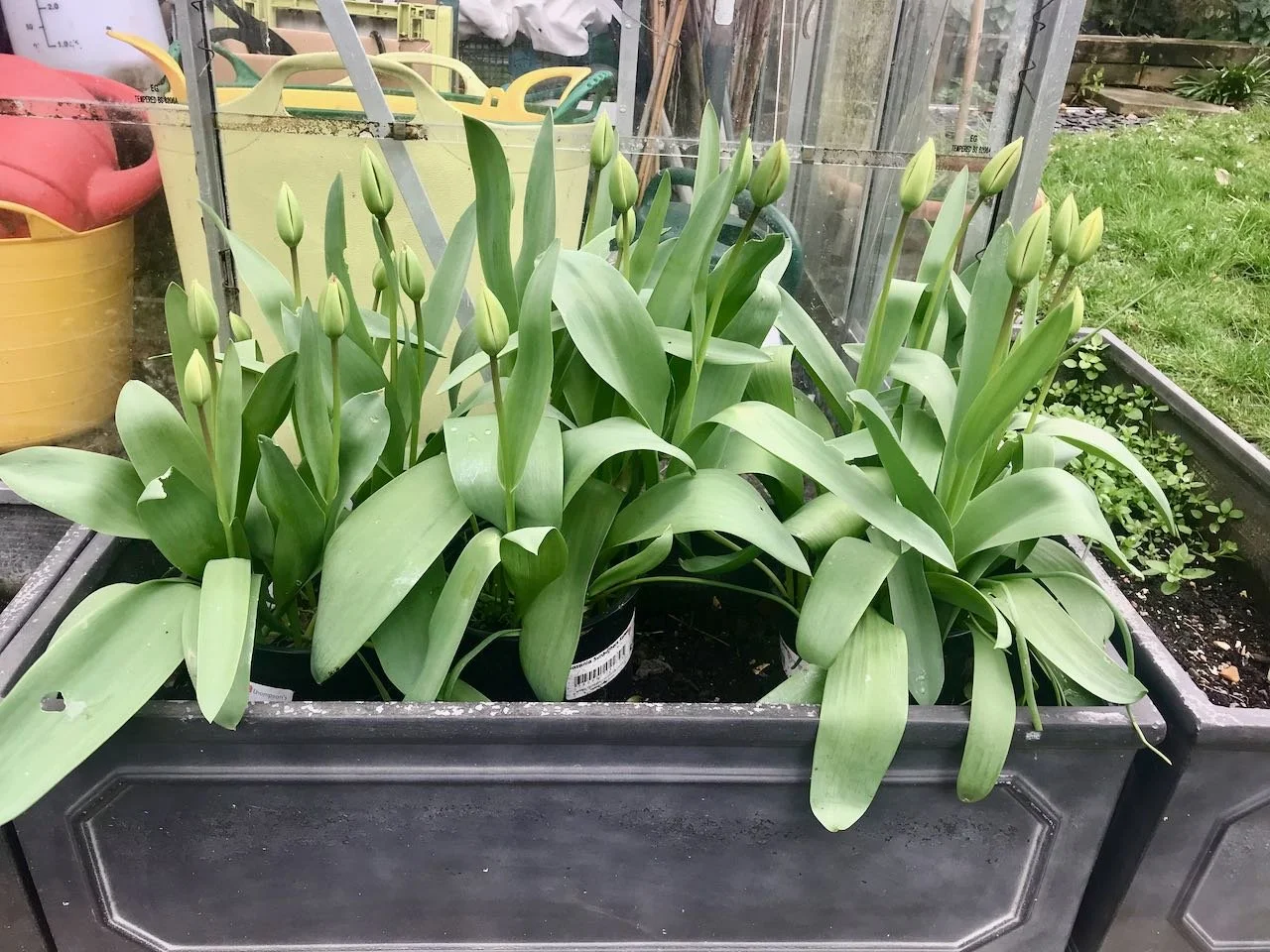 Pots of tulips waiting to flower and be moved closer to the house and almost ready to flower