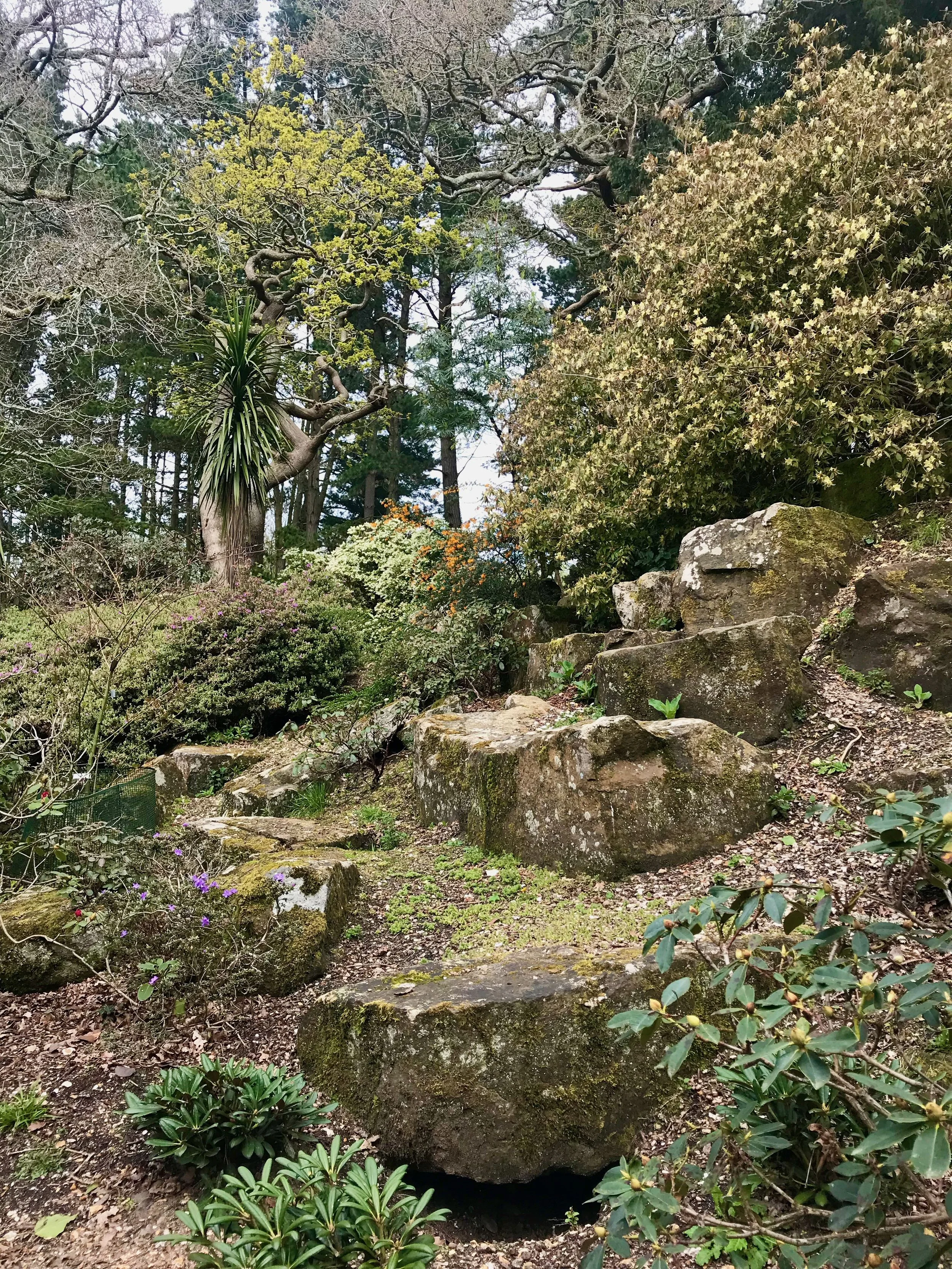 Looking up to established trees in the rock garden with large rocks forming a path between smaller bushes
