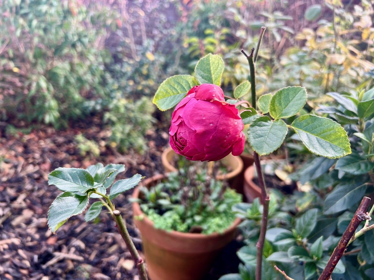 Mid-month and the Mottisfont rose is still trying to open some more