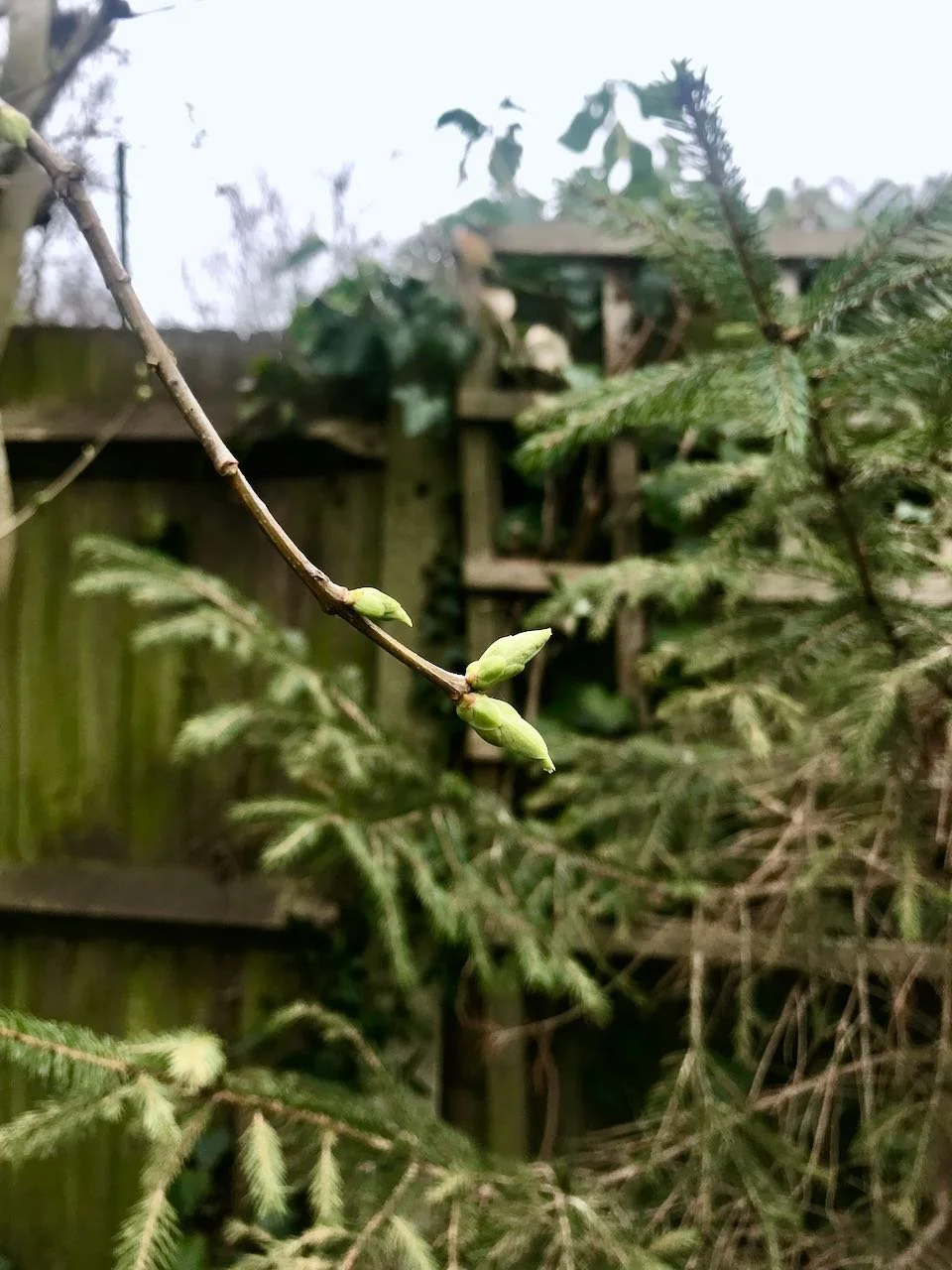 Buds forming on the lilac in the foreground with the little Christmas tree (now bigger) in the background