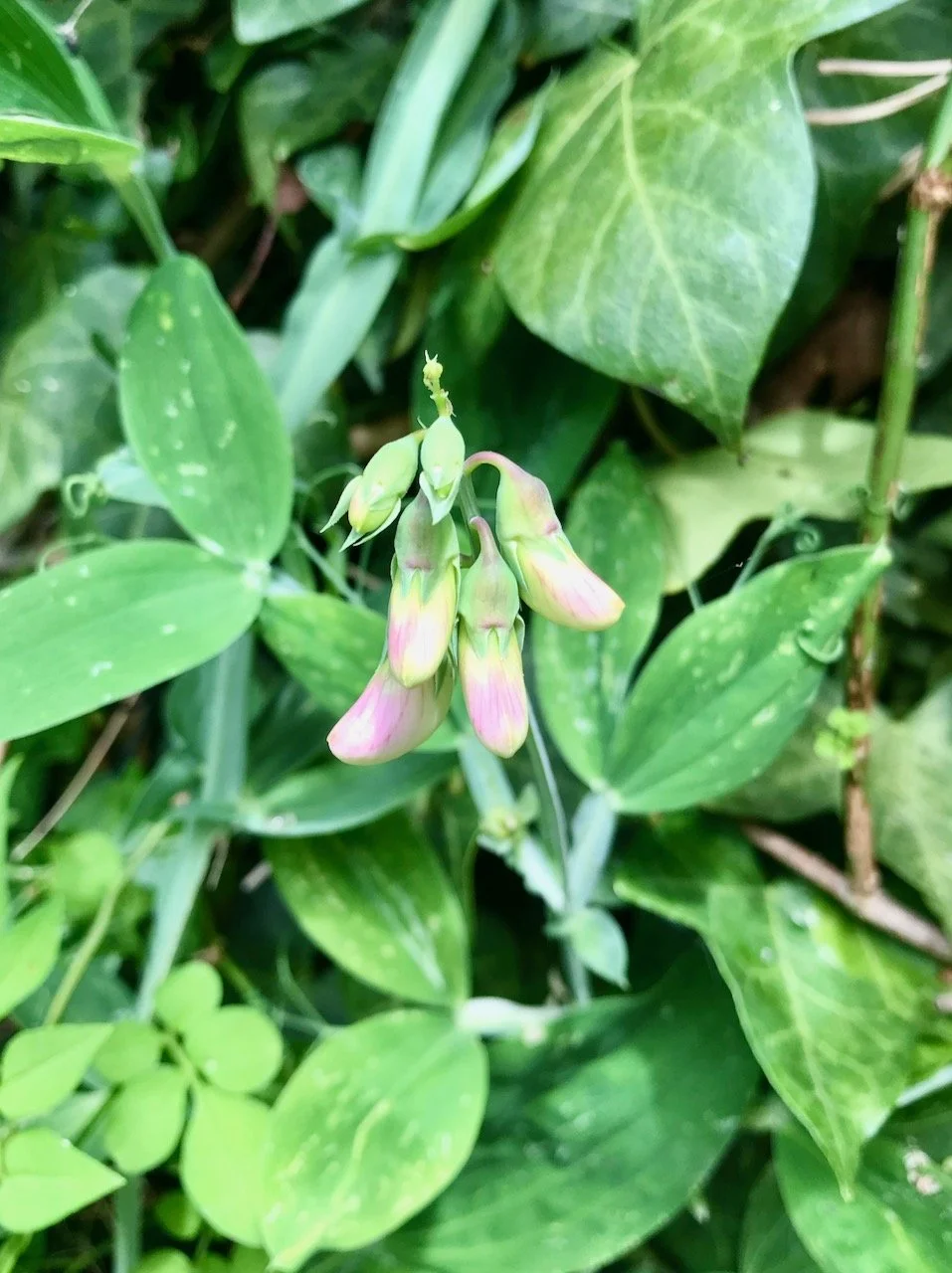 The first of our sweet peas, the pink is just appearing on the slipper buds