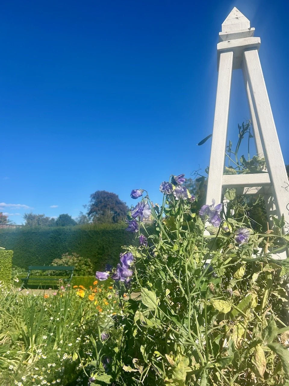 CLIMBING SWEET PEAS AND THE BLUEST SKIES