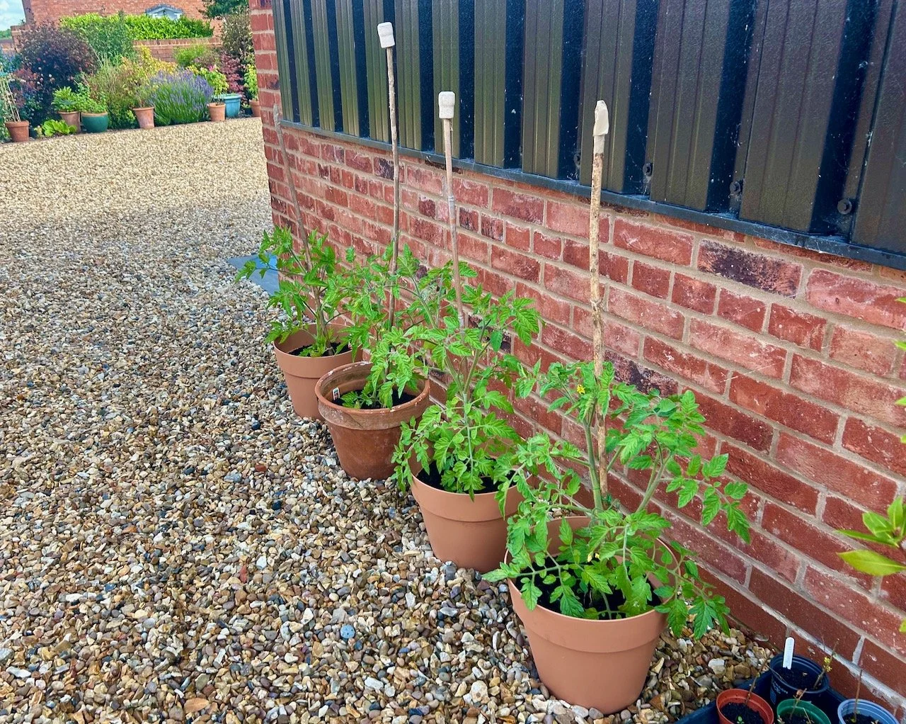 Four pots of tomatoes growing healthily