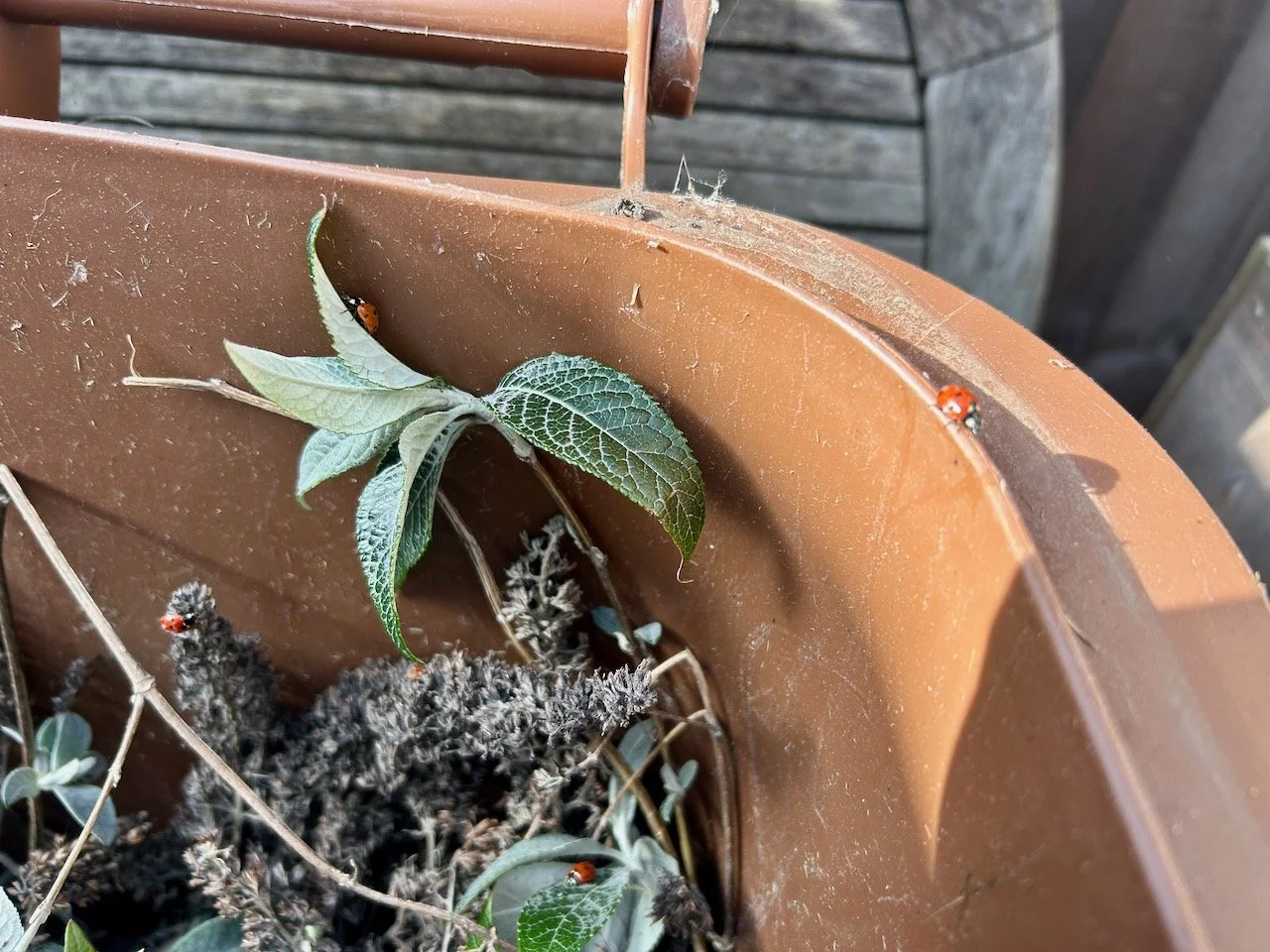lady birds crawling out of the buddleia in the brown garden bin