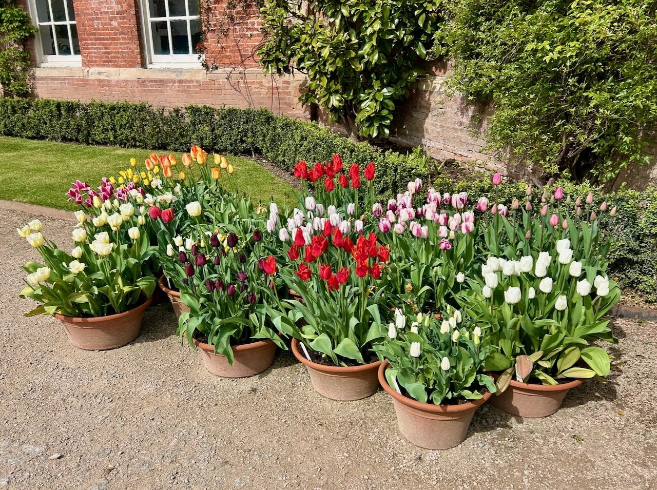 So many different colour tulips in pots flowering in the April sun