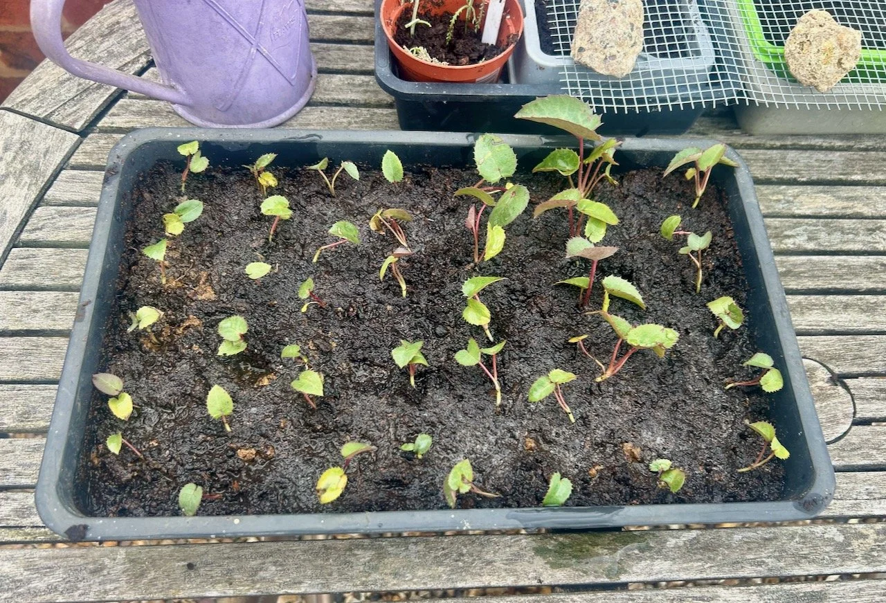 And now transplanted into a seed tray