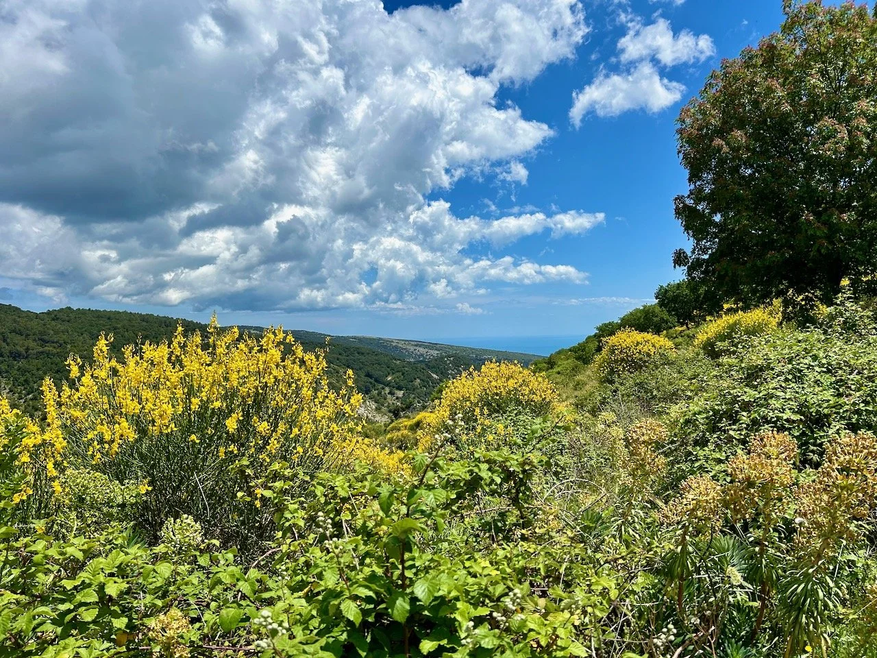 Looking over the gorse towards the coast, with the black cloud looming