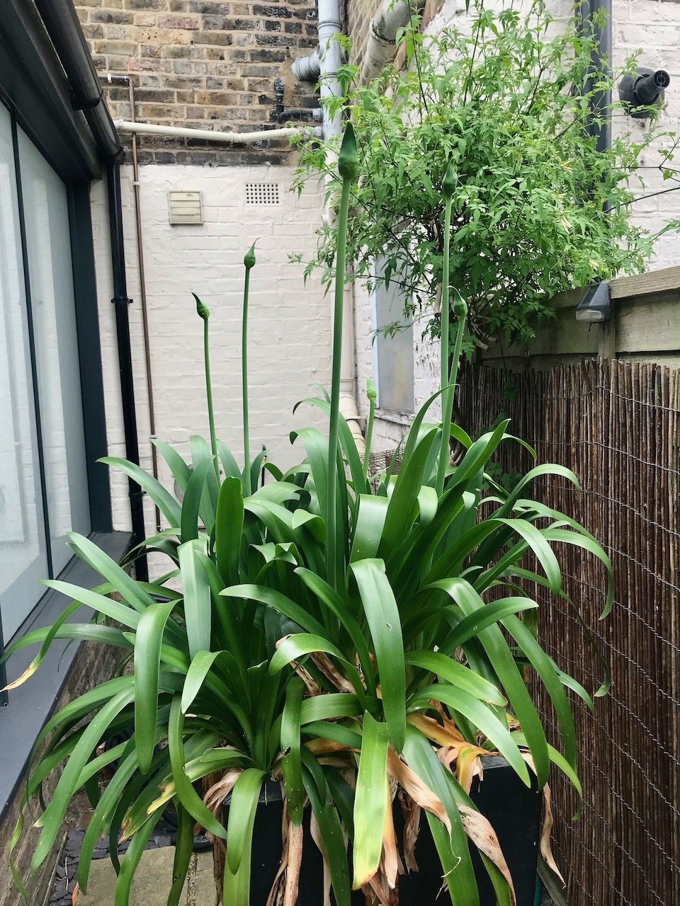 Six buds on the potted agapanthus
