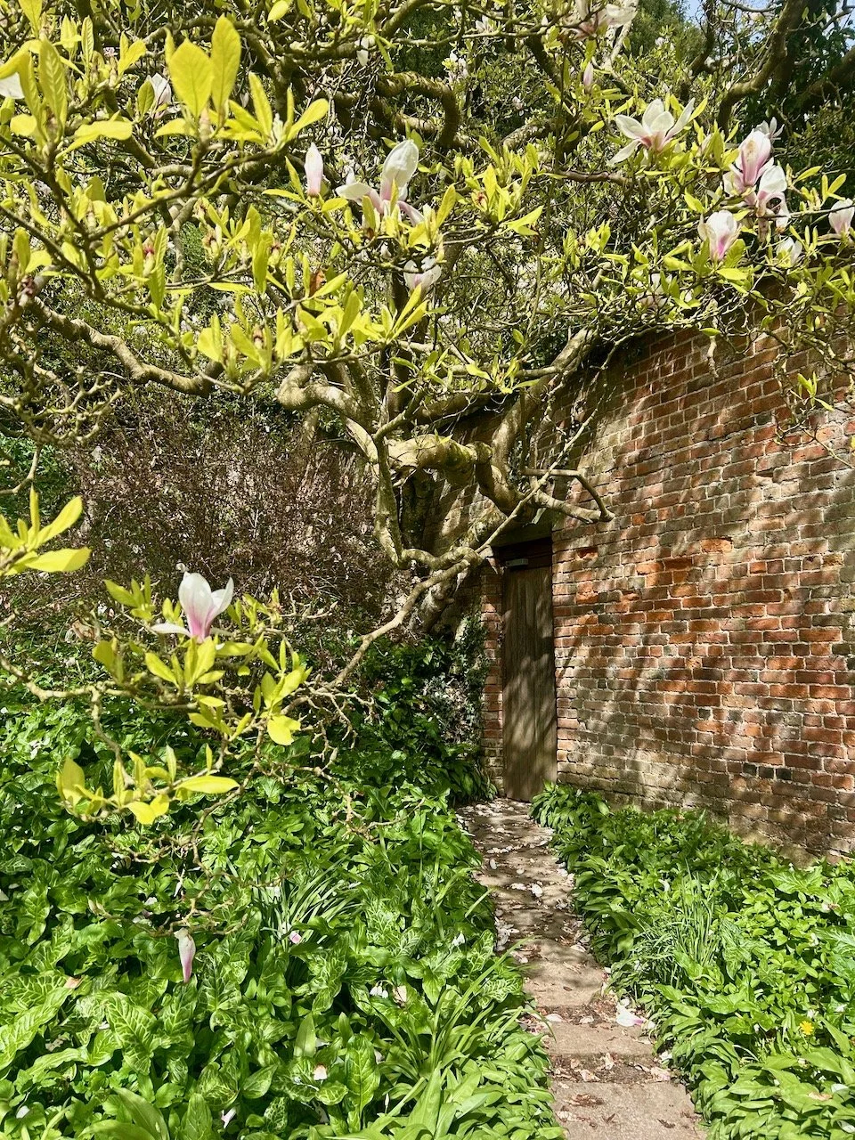 A gnarly magnolia tree with some flowers in a corner of the garden