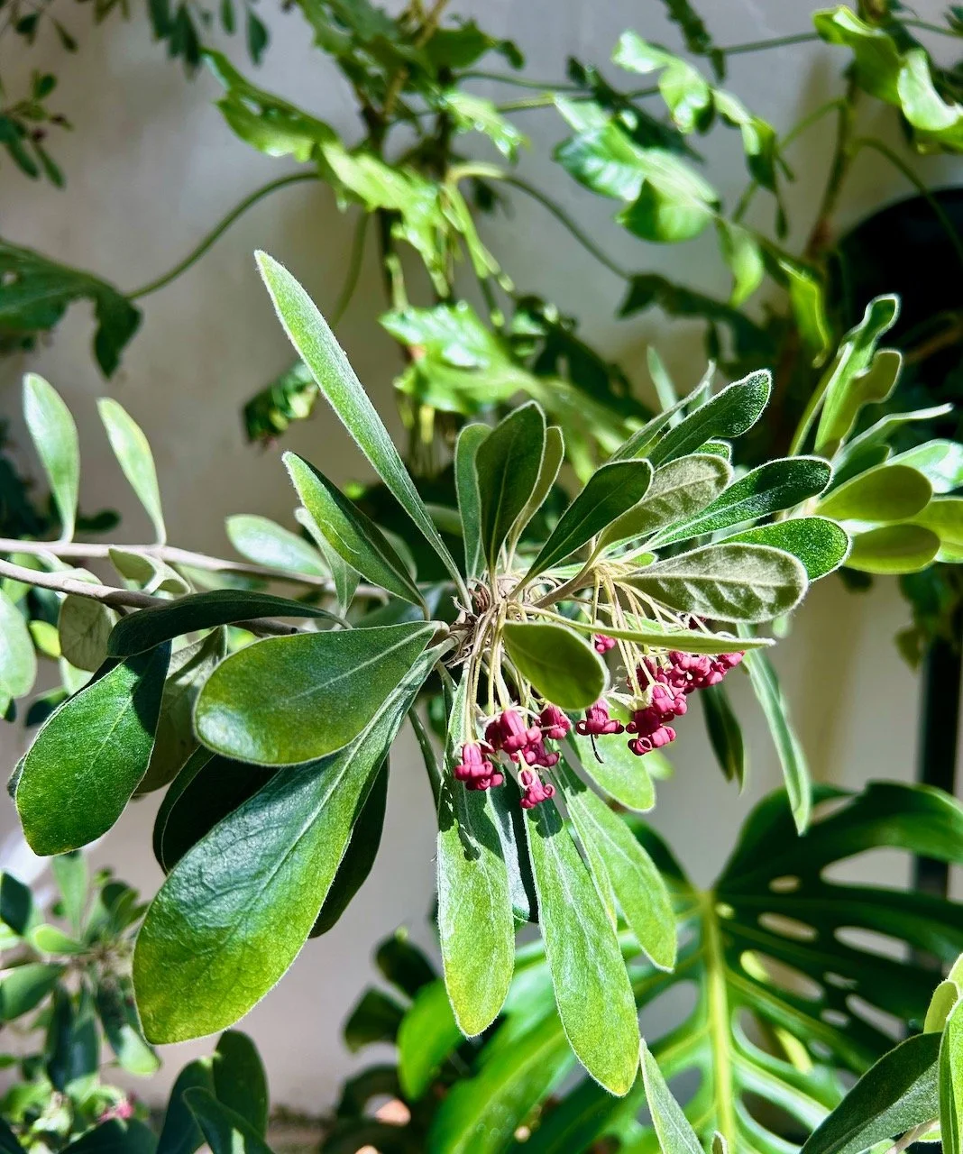 delicate crimson buds against the green leaves of the plant