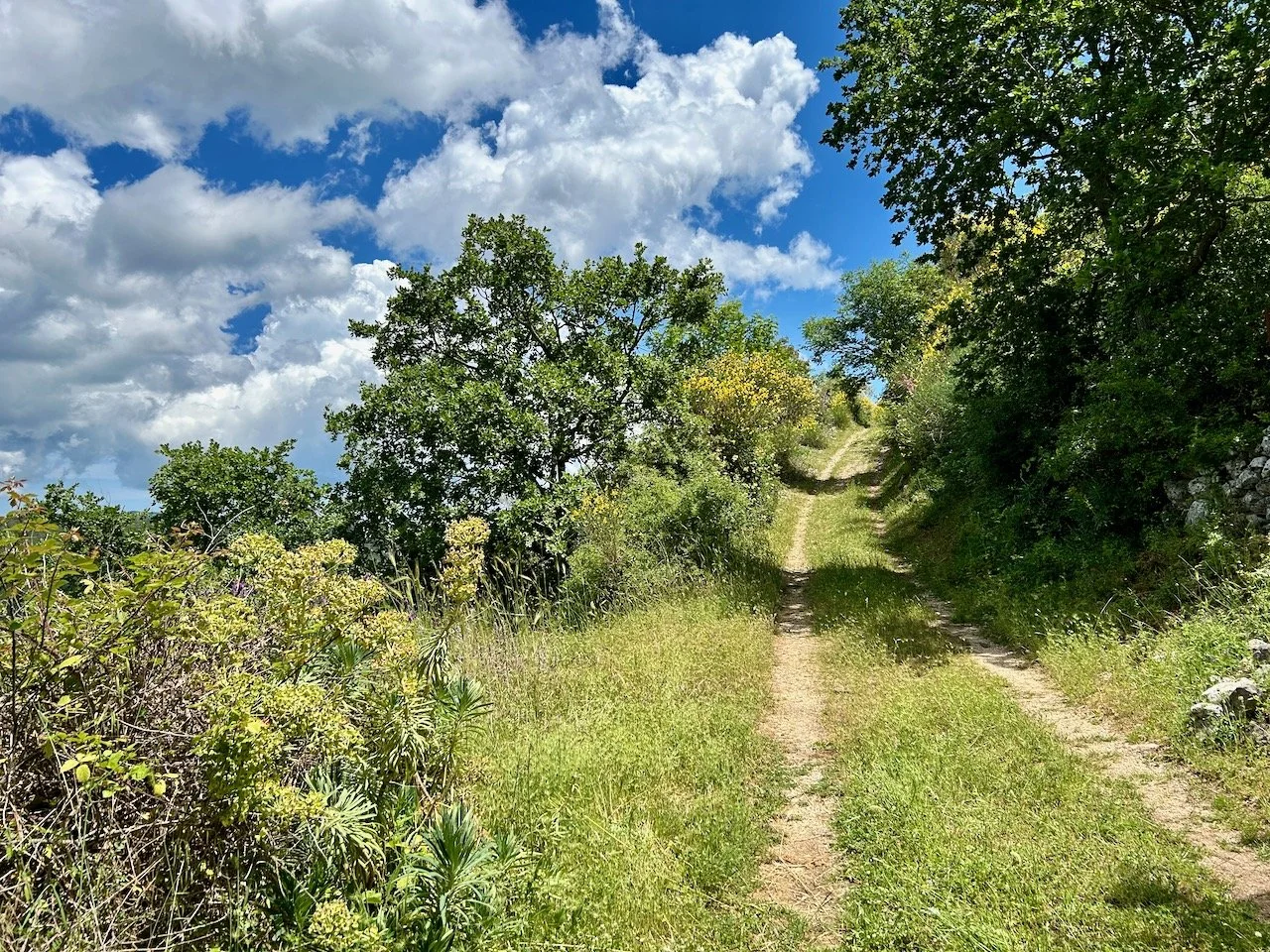 Still going up, but now our path is a grassy track