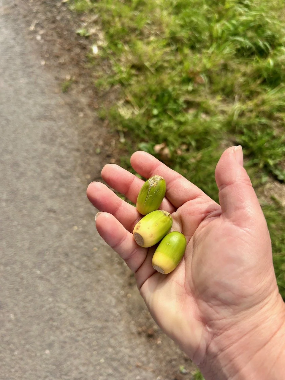 My hand holding three large acorns