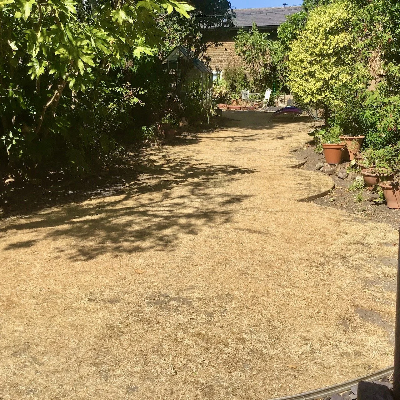 Despite some rain our grass remains very parched and very yellow