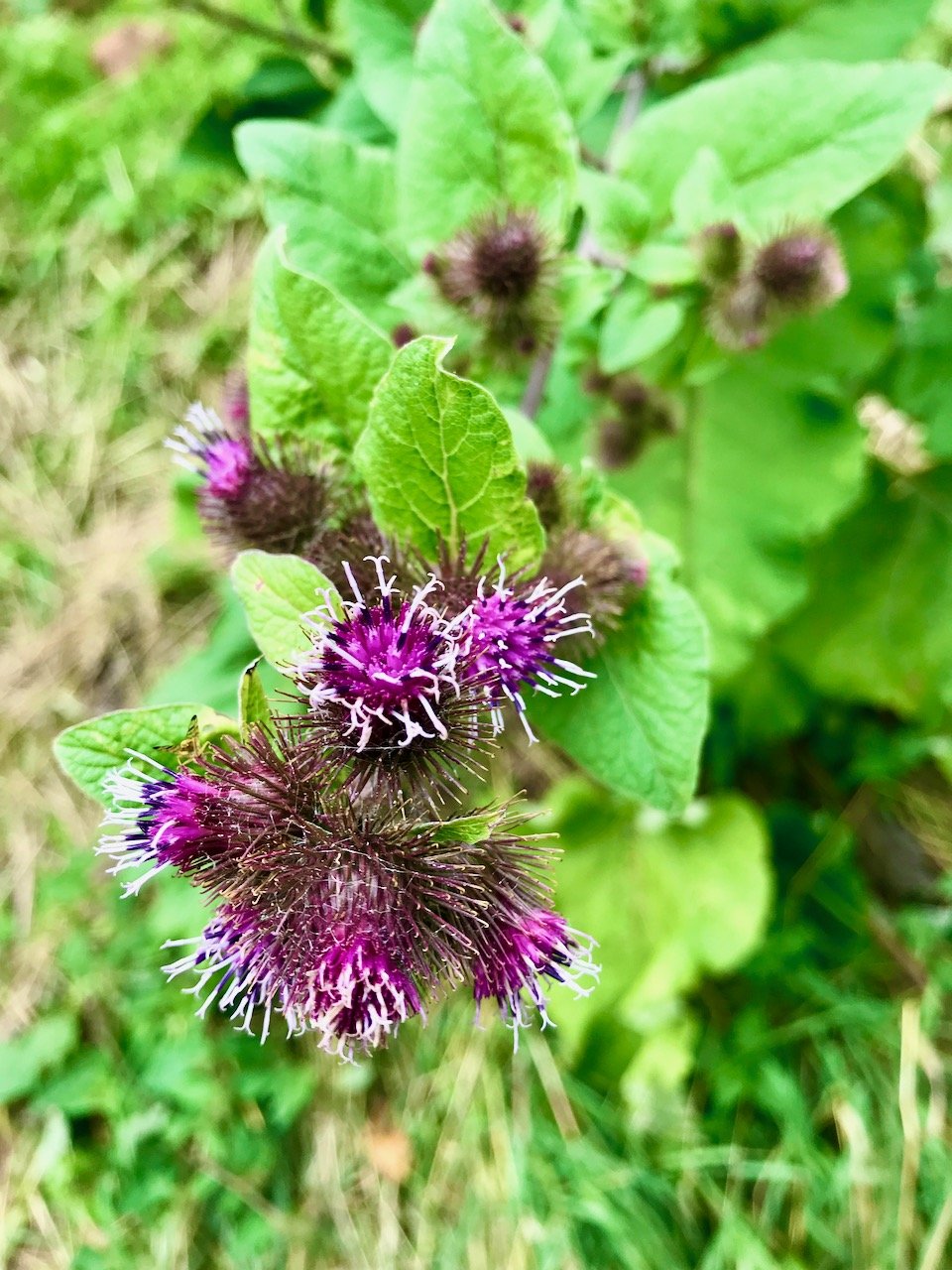 Thistle flowers about to burst into flower