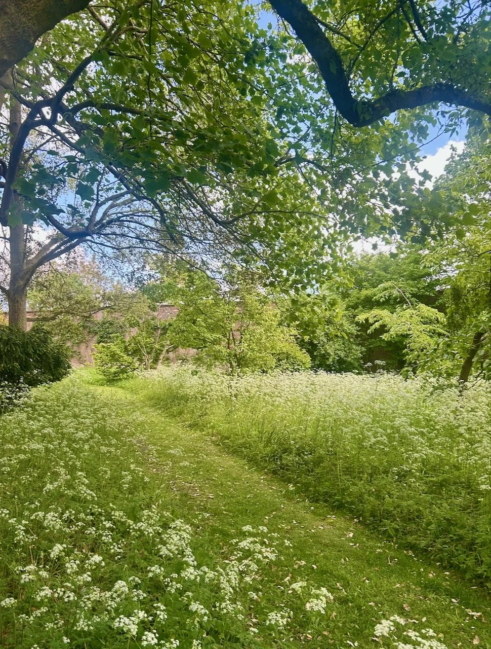 frothy cow parsley in the outer garden with a mown path - looking dreamy