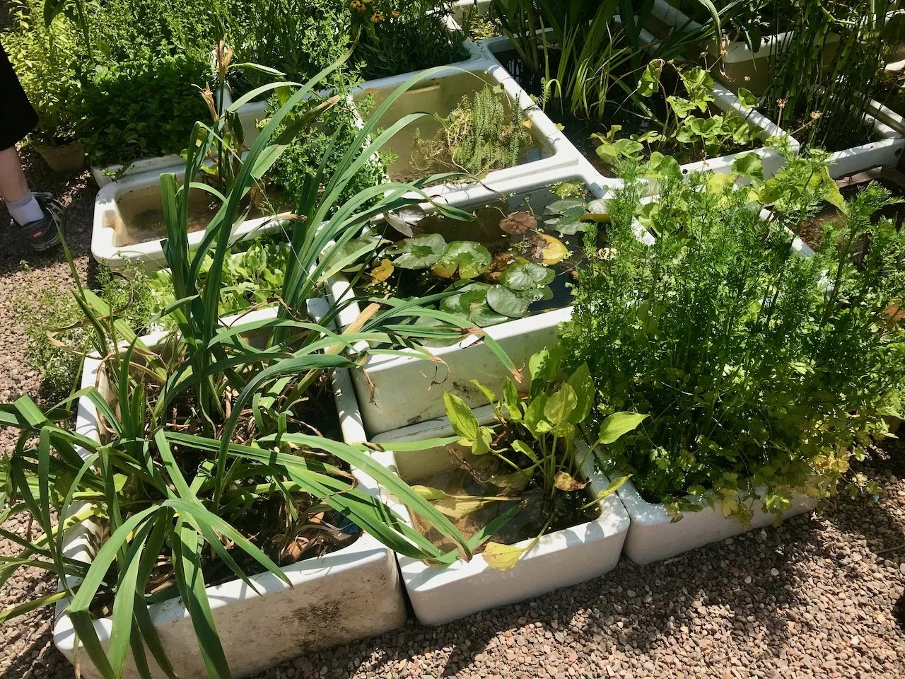 a collection of belfast sinks grouped together with planting and water features