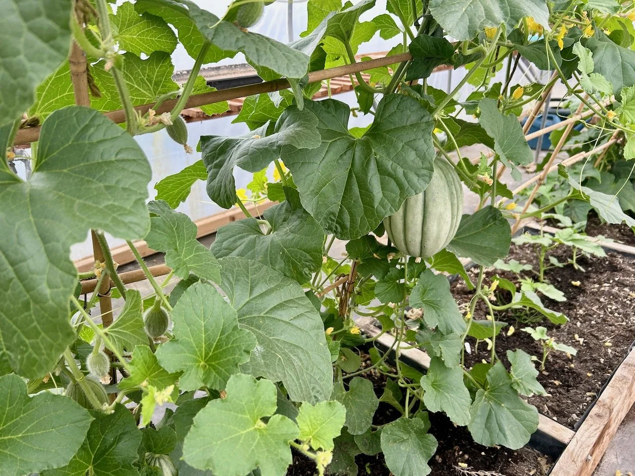 Another polytunnel, this one with melons