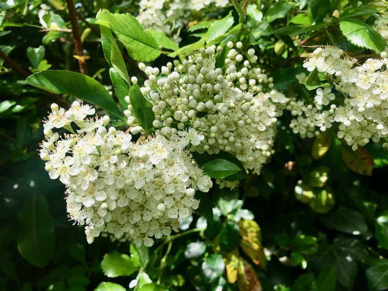Pyracantha flowering in early June