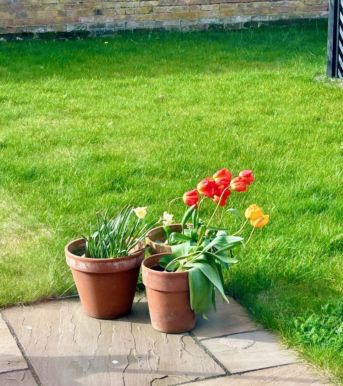 Two pots of tulips and a pot of daffodils - all of the flowers looking right on a windy day
