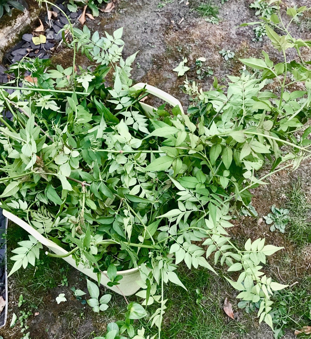 A trug full of jasmine cuttings