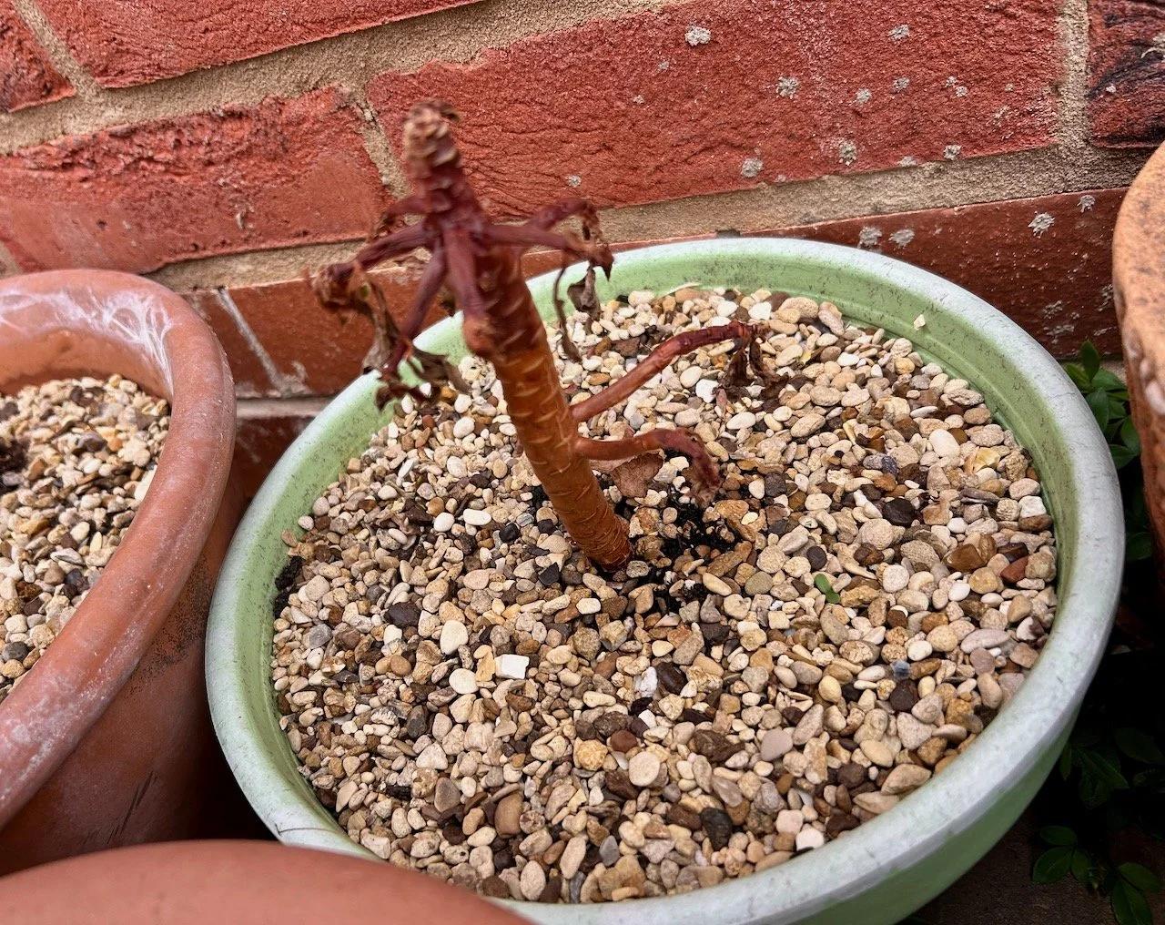 Ahem, the stem of my aeonium