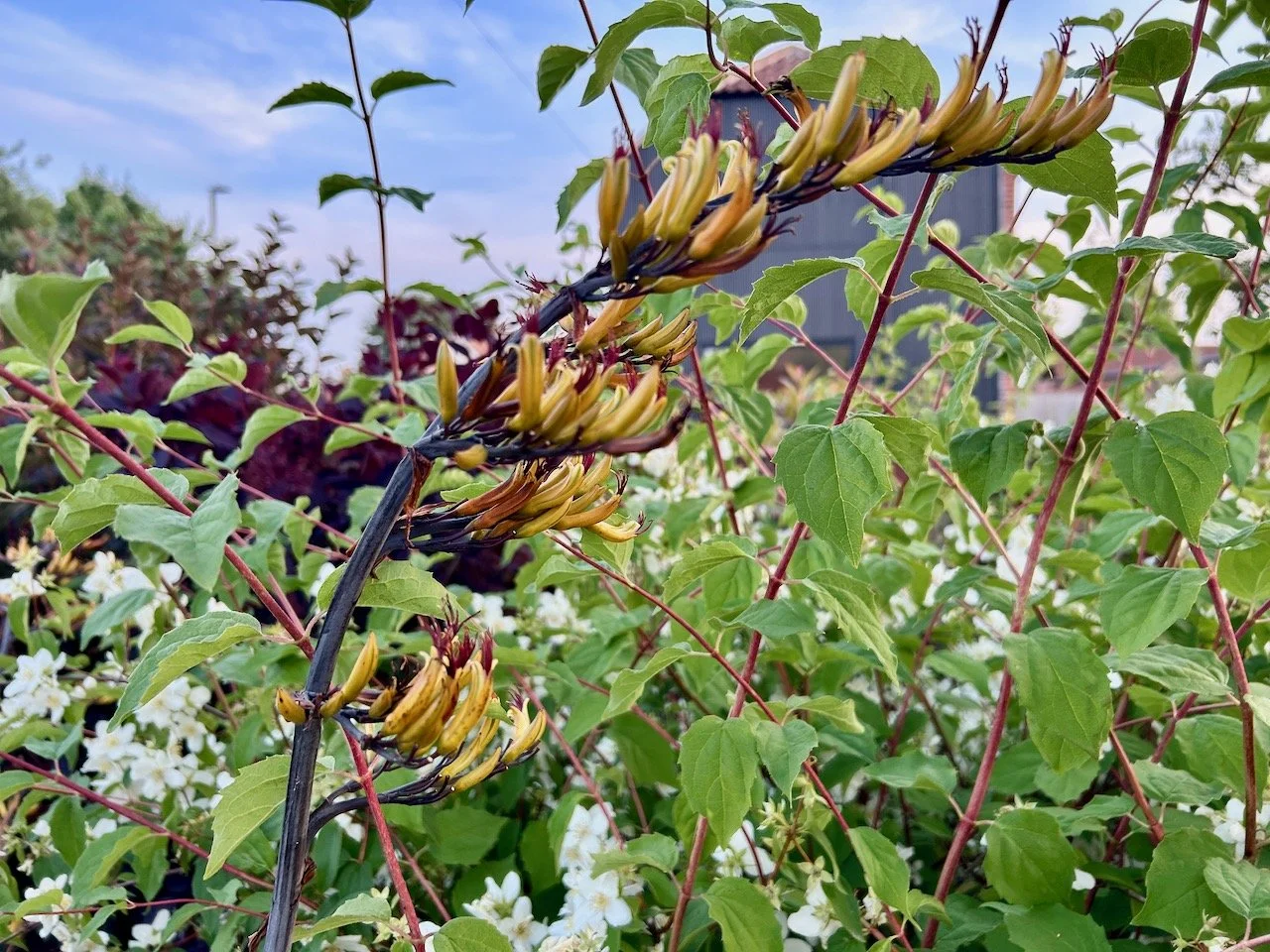 the remains of the flowers on my yucca