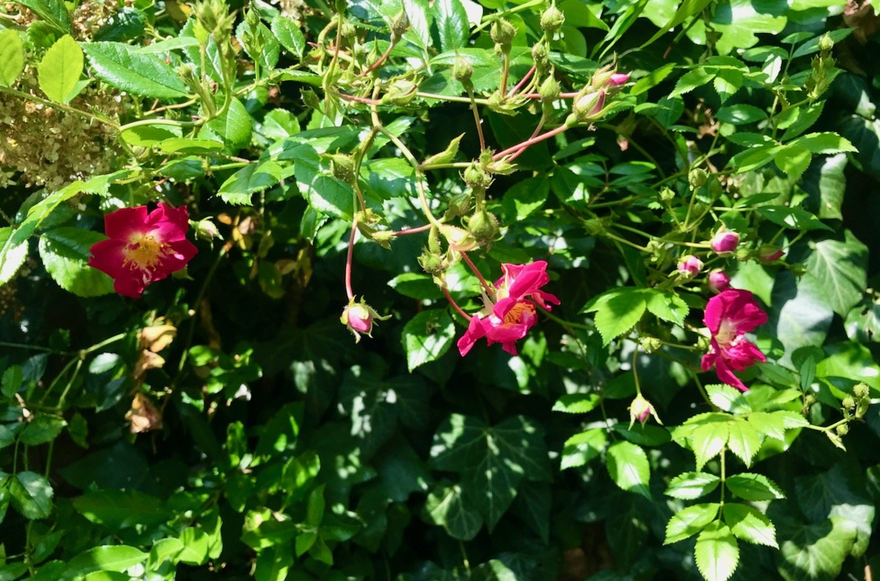 Bright pink rambling roses which have popped over the fence from next door
