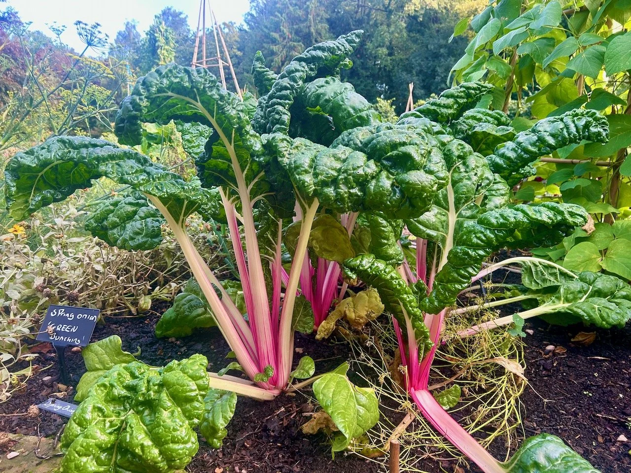 CHARD IN THE VEGETABLE GARDEN